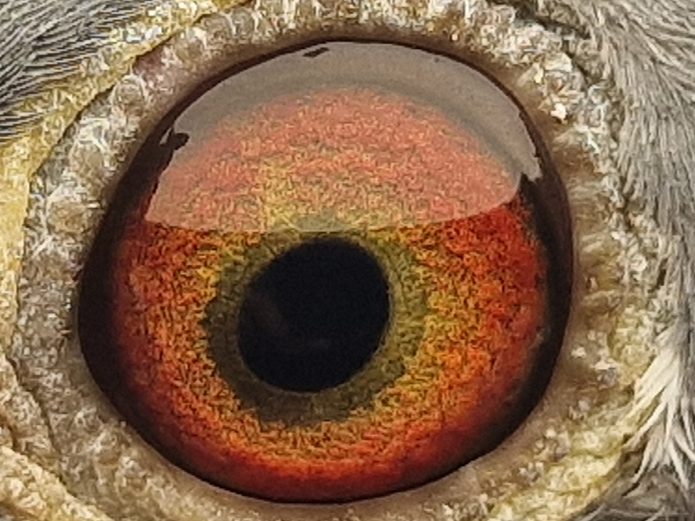 Pigeon eye